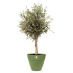 vibia campana 55cm moss green